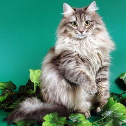 Пазл: Сибирская кошка