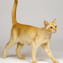 Пазл: Сингапурская кошка