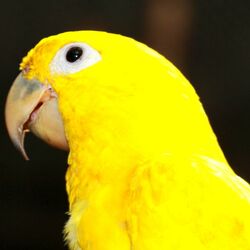 Пазл: Золотой аратинг