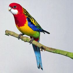 Пазл: Пестрая розелла