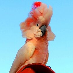 Пазл: Молуккский какаду