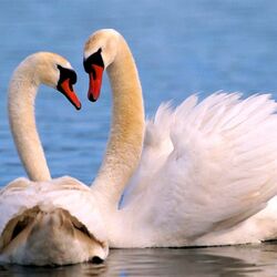 Пазл: Лебединая верность