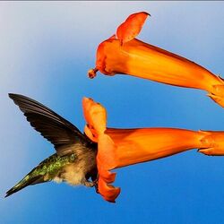 Пазл: Колибри в цветке