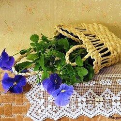 Пазл: Анютки