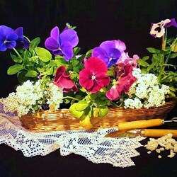 Пазл: Мои мечты