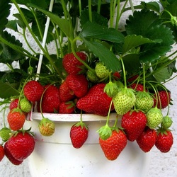 Пазл: Ягодки