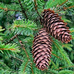 Пазл: Две шишки