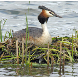 Пазл: Чомга