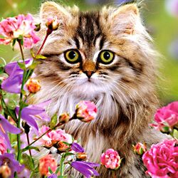 Пазл: Кошечка