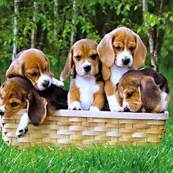 Пазл: Песики