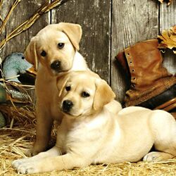 Пазл: Щенки гончих