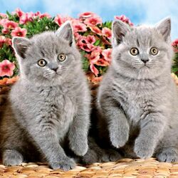 Пазл: Британские котята