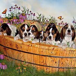 Пазл: Щенки