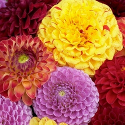 Пазл: Красочные георгины