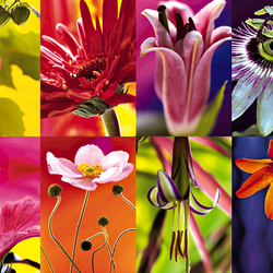 Пазл: Цветочный коллаж