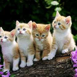 Пазл: Котята