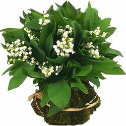 Пазл: Ландыши