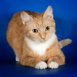 Пазл: Кошка 