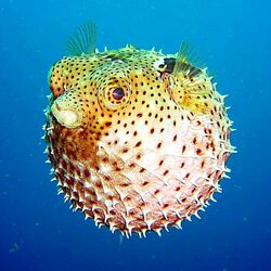 Пазл: Рыба-еж