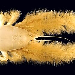 Пазл: Краб Йети 