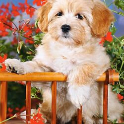 Пазл: Грусть