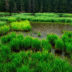 Пазл: Дождь