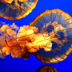 Пазл: Медуза