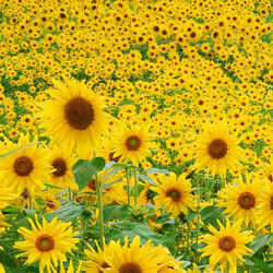 Пазл: Подсолнечное поле