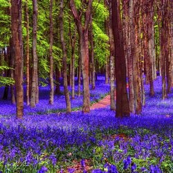 Пазл: Цветочный ковер