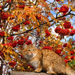 Пазл: Замаскировался