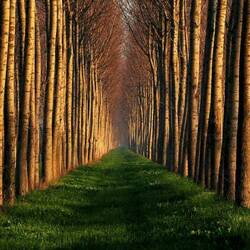 Пазл: Таинственный лес