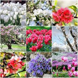 Пазл: Весенние цветы