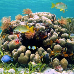 Пазл: Подводная жизнь