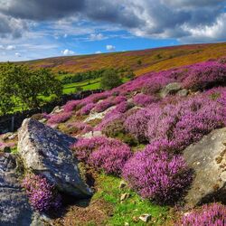 Пазл: Вересковые холмы Шотландии