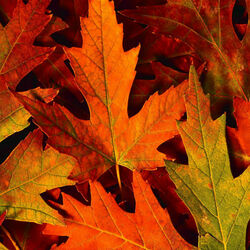 Пазл: Осенние листья