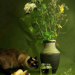 Пазл: Котонатюрморт