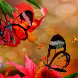 Пазл: Бабочки