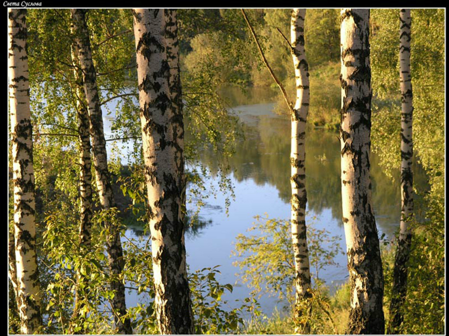 Береза во сне. Страна березового ситца. Стрела березового ситца. Берёзовая Страна. Мой родной край берёзы.