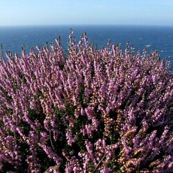 Пазл: Кусты вереска на побережье
