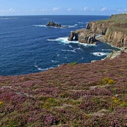 Пазл: Вересковые ковры