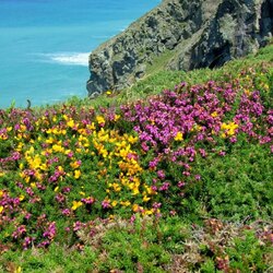 Пазл: Цветение вереска