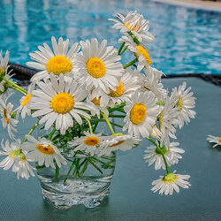 Пазл: Ромашки