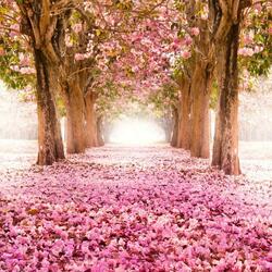 Пазл: Сакура