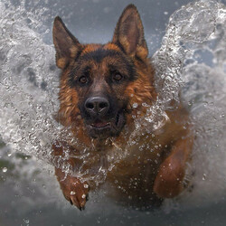 Пазл: Счастье