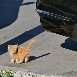 Пазл:  Свободолюбивый житель провинции