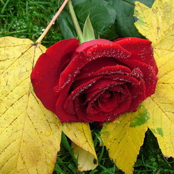 Пазл: Осенняя роза