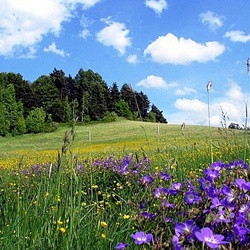 Пазл: Опушка леса