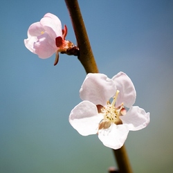 Пазл: Пробуждение природы