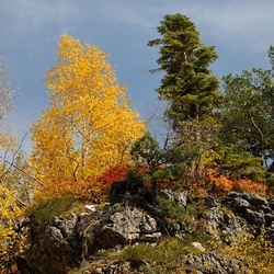 Пазл: Горный осенний лес