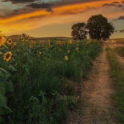 Пазл: Подсолнухи